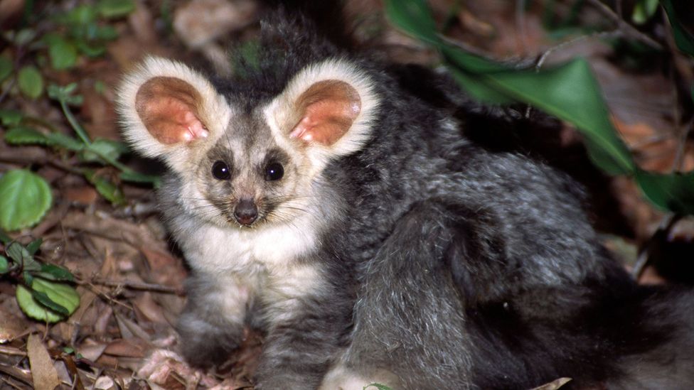 Australia's charismatic glider marsupial - BBC Travel