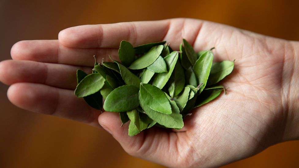 Today, small-scale yaupon growers are promoting sustainability and the beverage’s indigenous roots (Credit: Matt Stirn) Today, small-scale yaupon growers are promoting sustainability and the beverage’s indigenous roots (Credit: Matt Stirn)