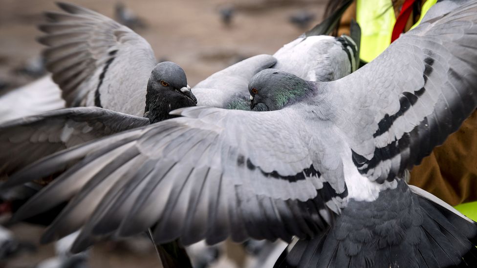 Pigeons can learn to associate food with certain behaviors and AI's can display similar types of entrainment (Credit: Binnur Ege Gurun Kocak/Getty Images)