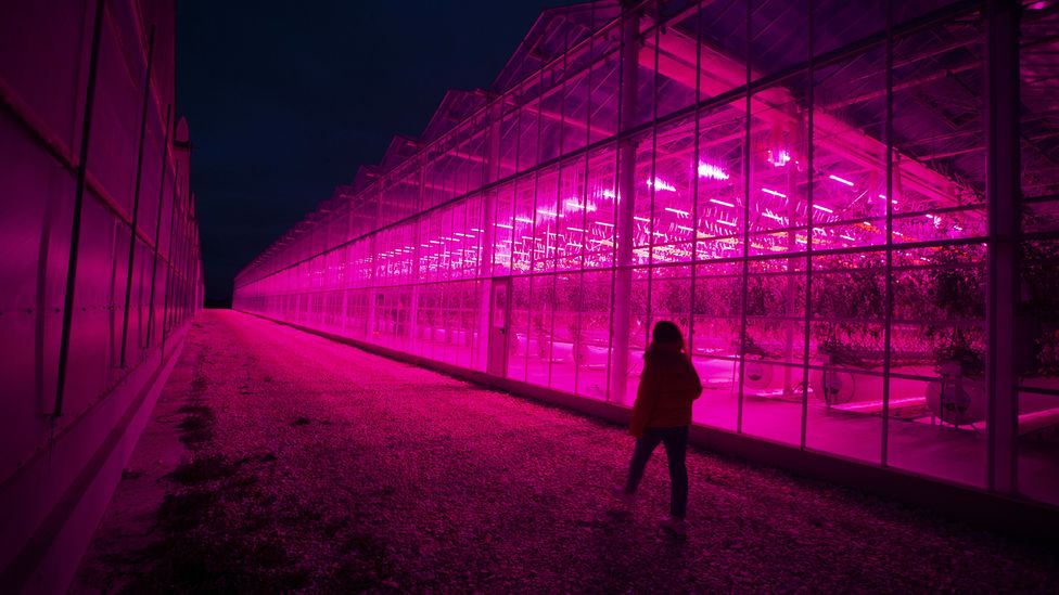 A woman walks past greenhouses bathed in pink light (Credit: Getty Images)