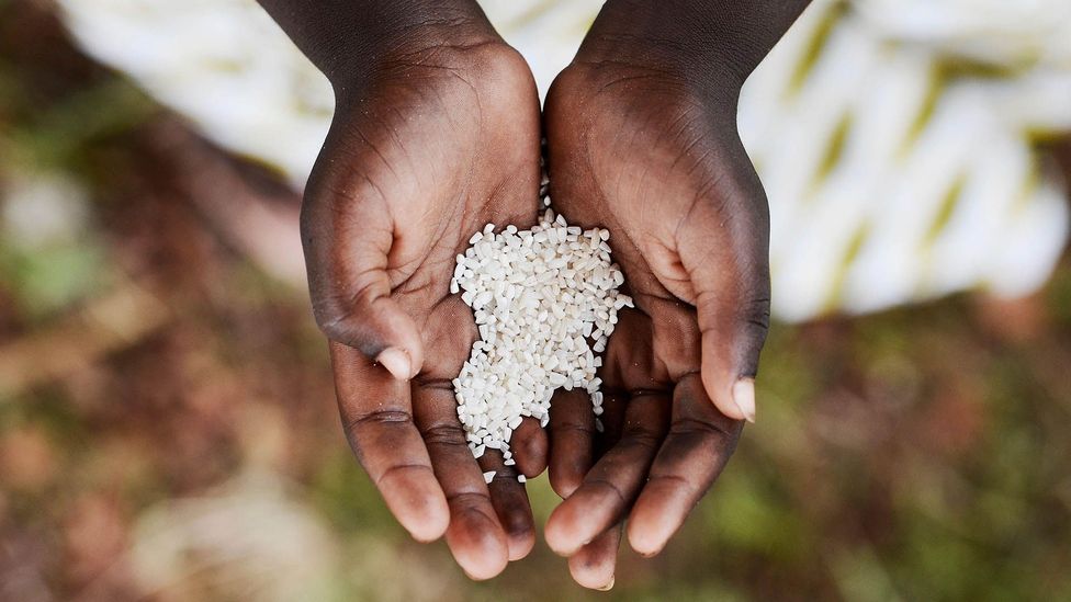 Enslaved Africans quietly maintained their strong rice culture and morphed West African recipes to suit the plantation world (Credit: EyeEm Alamy)
