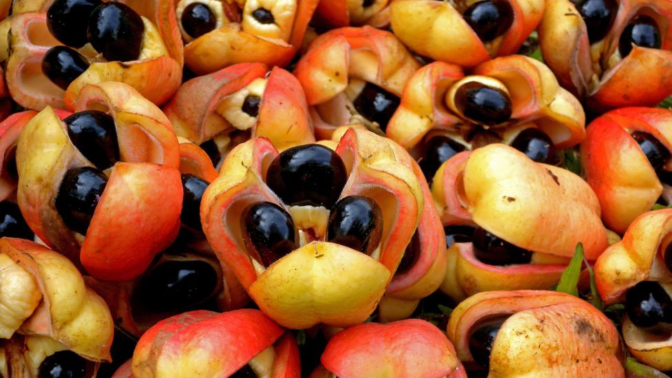 Ackee was brought to Jamaica from West Africa in the 18th Century, most likely on a slave ship (Credit: Neil Bowman/Getty Images)