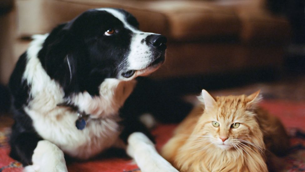 Cat and dog together (Credit: John P Kelly/Getty Images)