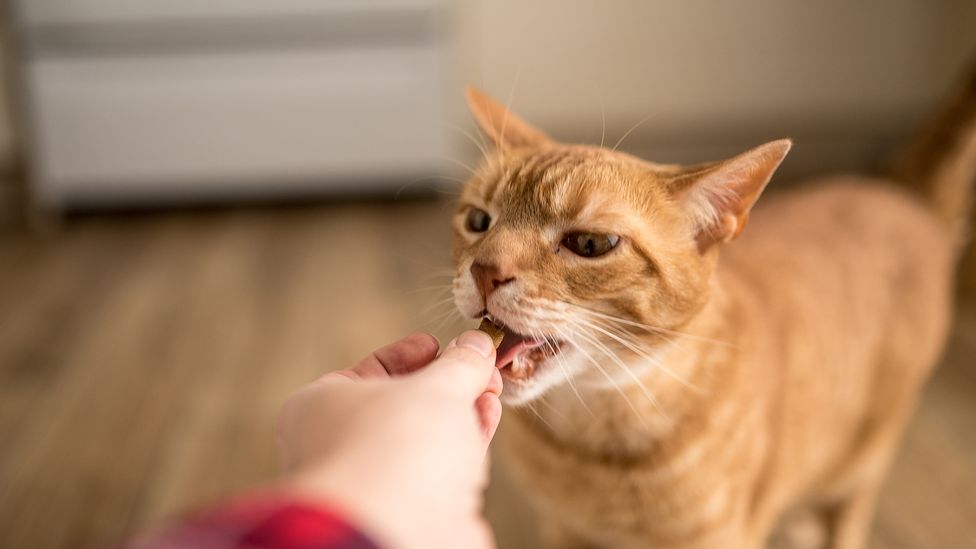 Cats, it appears, aren't that choosy about who they will accept a treat off (Credit: Danielle Donders/Getty Images)