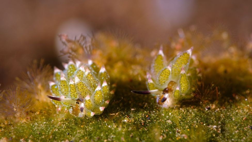 Leaf sheep live on Avrainvillea, a fuzzy, felty type of algae (Credit: RibeirodosSantos/Getty Images) Leaf sheep live on Avrainvillea, a fuzzy, felty type of algae (Credit: RibeirodosSantos/Getty Images)