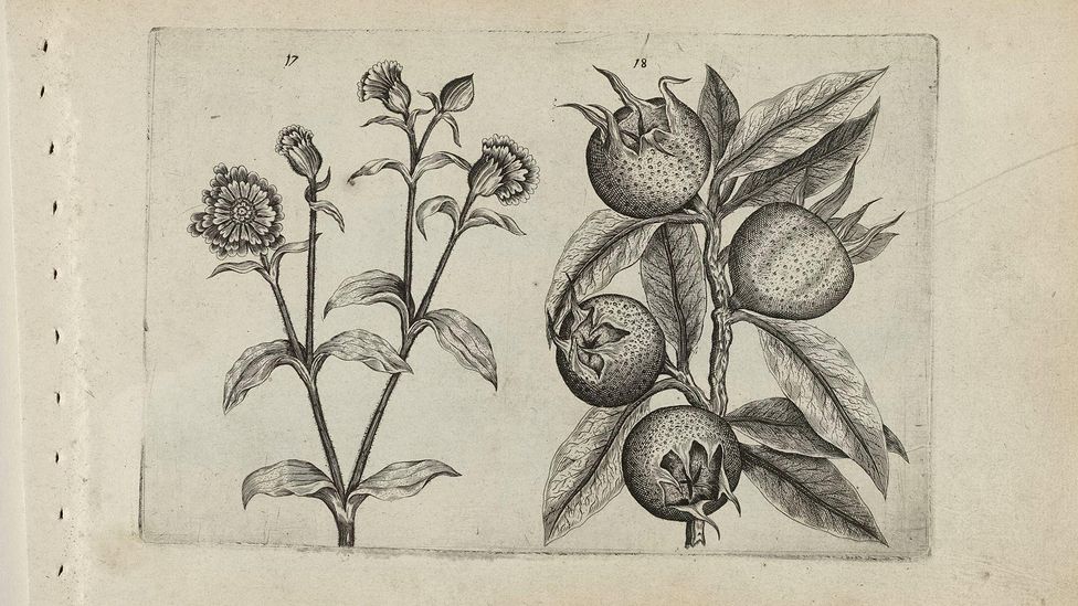 A drawing of medlar fruits from around 1600 (Credit: Alamy)