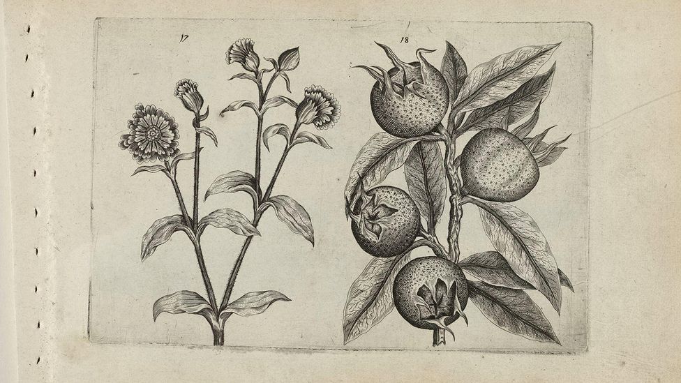 The forgotten medieval fruit with a vulgar name - BBC Future