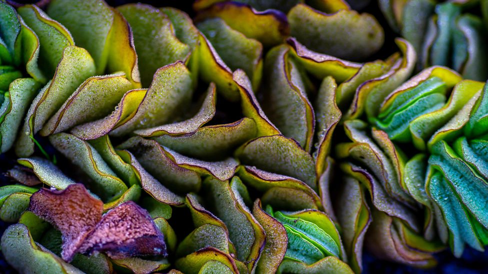 Salvinia has an enormously rapid growth rate and can engulf a lake, smothering the ecosystem and killing fish and mammals (Credit: Alamy)