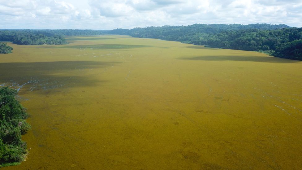 Jezero Ossa je jedním z největších jezer v Kamerunu a před příchodem Salvinie bylo domovem bohaté biologické rozmanitosti (Kredit: AMMCO)