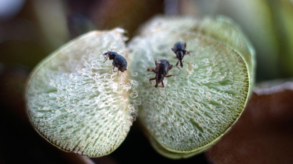 The larvae of the Salvinia weevil are highly destructive and can bring a freshwater habtitat back into ecological balance (Credit: Alamy)