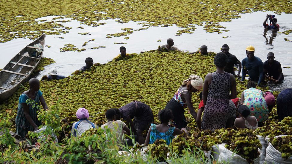 Removing Salivinia by hand is very labour intensive, but so far it is the only method that has been attempted at Lake Ossa (Credit: AMMCO)