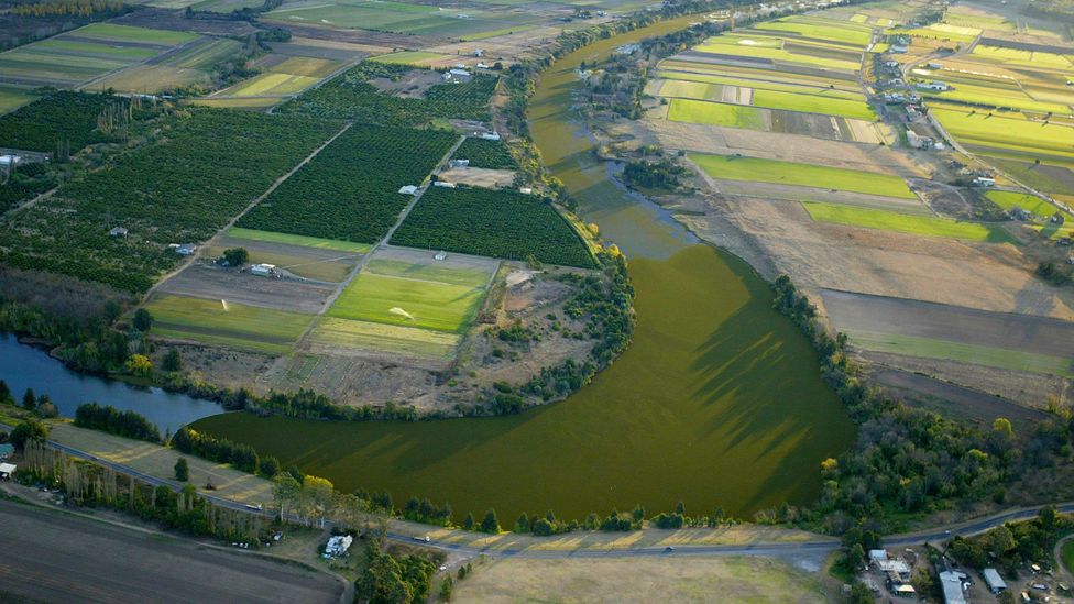 The Salvinia weevil was first tried as a method to control the weed in Australia, where it has also invaded rivers and lakes (Credit: Getty Images)