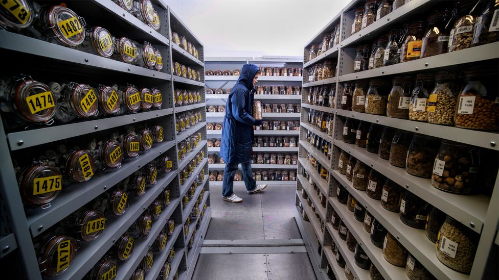 The Seed Bank That S Inadvertently Storing Fungi Bbc Future