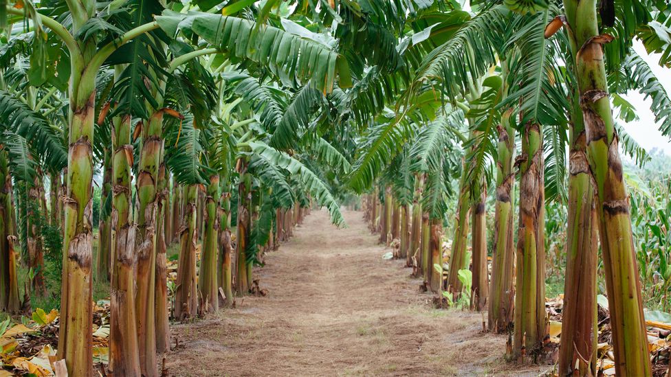 Just under a third of the banana seeds the team tested contained detectable fungi (Credit: Getty Images) Just under a third of the banana seeds the team tested contained detectable fungi (Credit: Getty Images)