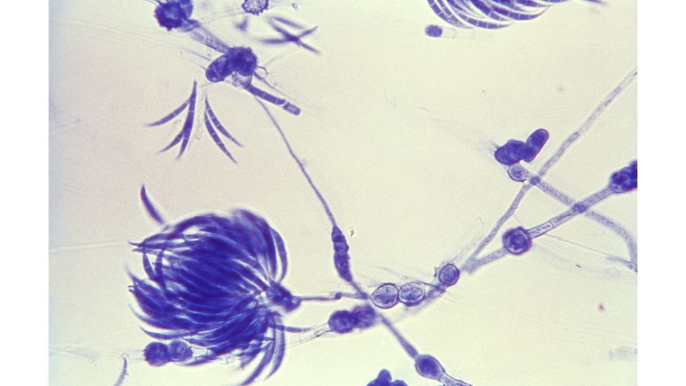 Some fungi live inside seeds, and may form an important part of a plant's microbiome as it develops (Credit: Alamy) Some fungi live inside seeds, and may form an important part of a plant's microbiome as it develops (Credit: Alamy)