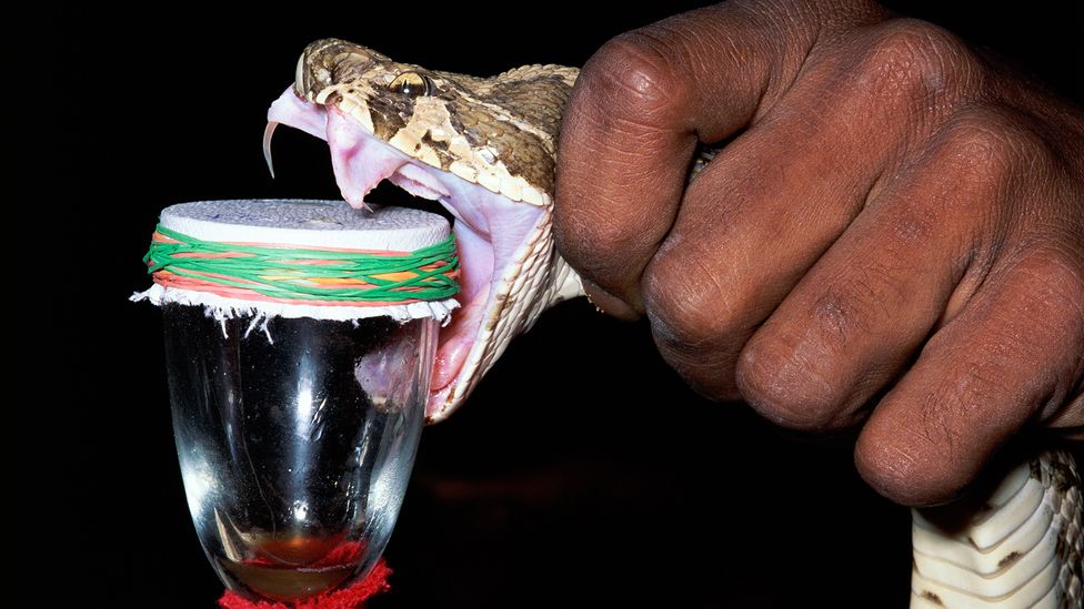 Snakes are "milked" for venom in order to produce antivenom, but often these vital antidotes are in short supply in many parts of the world (Credit: Minden Pictuers/Alamy)