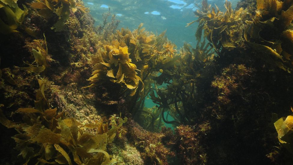 The remarkable power of Australian kelp