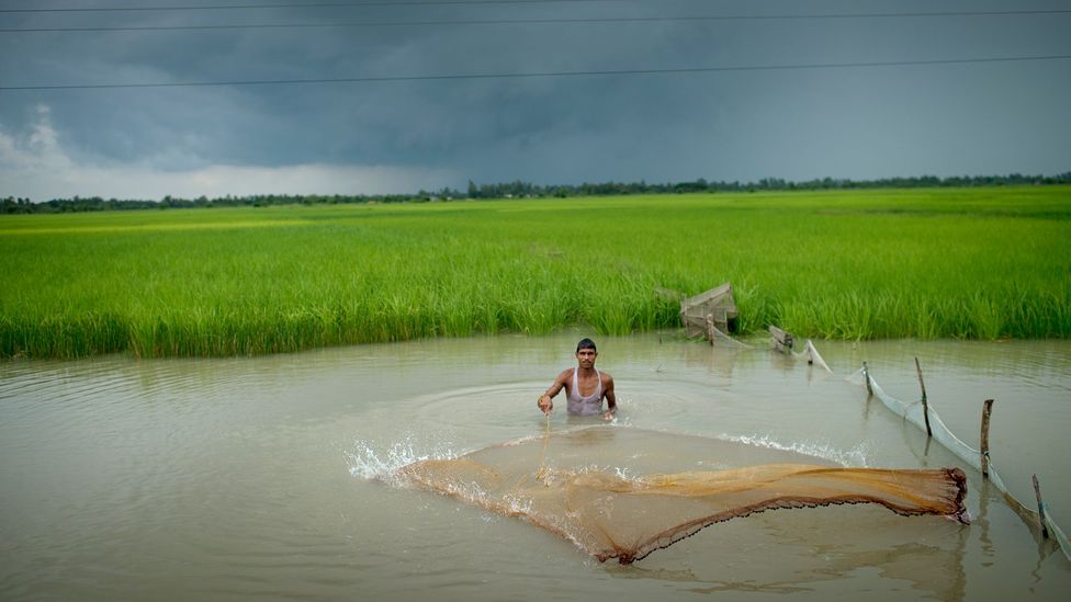India's remaining wetlands are rapidly being encroached by more intensive human activity (Credit: Jonas Gratzer/Lightrockets/Getty Images)