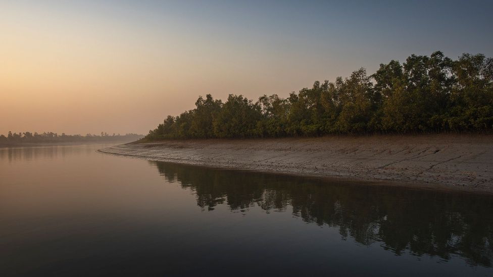 The Sundarbans, in the east of India, is one of the largest remaining wetlands in India (Credit: Jonas Gratzer/Getty Images)