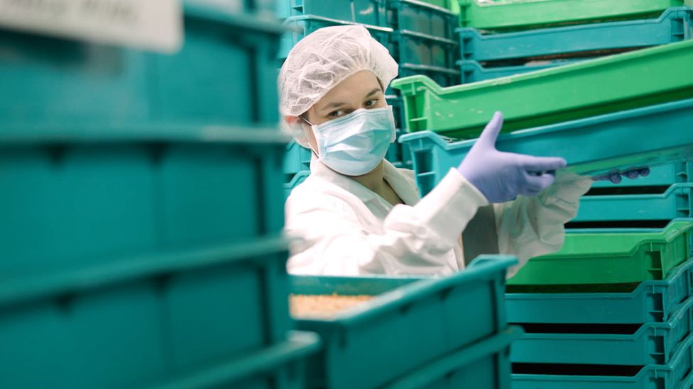 In her company's facilities, Virginia Emery raises hundreds of thousands of mealworms for use in livestock feed (Credit: BBC)