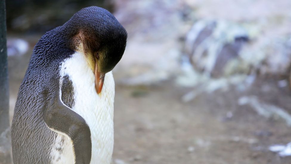 New Zealand's endangered penguin hospital - BBC Travel