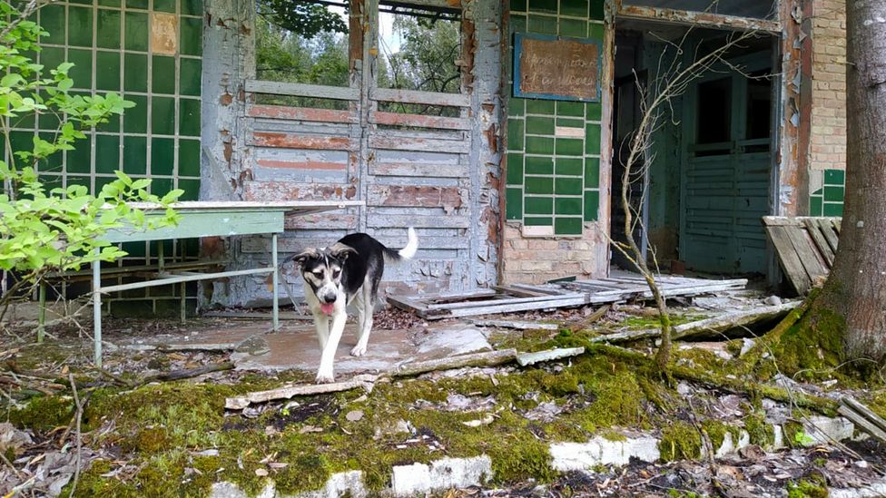 Some dogs living in the Exclusion Zone may be descendants of pets abandoned during the 1986 evacuation but others may have wandered in (Credit: Chernobyl Guards/Jonathon Turnbull)