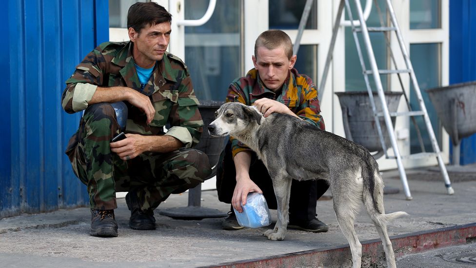 The guards in the Exclusion Zone feed and care for the stray dogs – and some say they help to alert them to trespassers (Credit: Sean Gallup/Getty Images)
