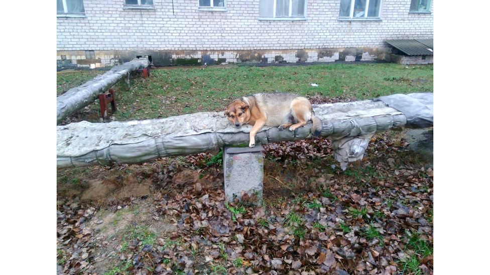 One of the dogs named Sausage keeps warm in the winter by lying on heating pipes that serve buildings used by workers (Credit: Chernobyl Guards/Jonathon Turnbull)