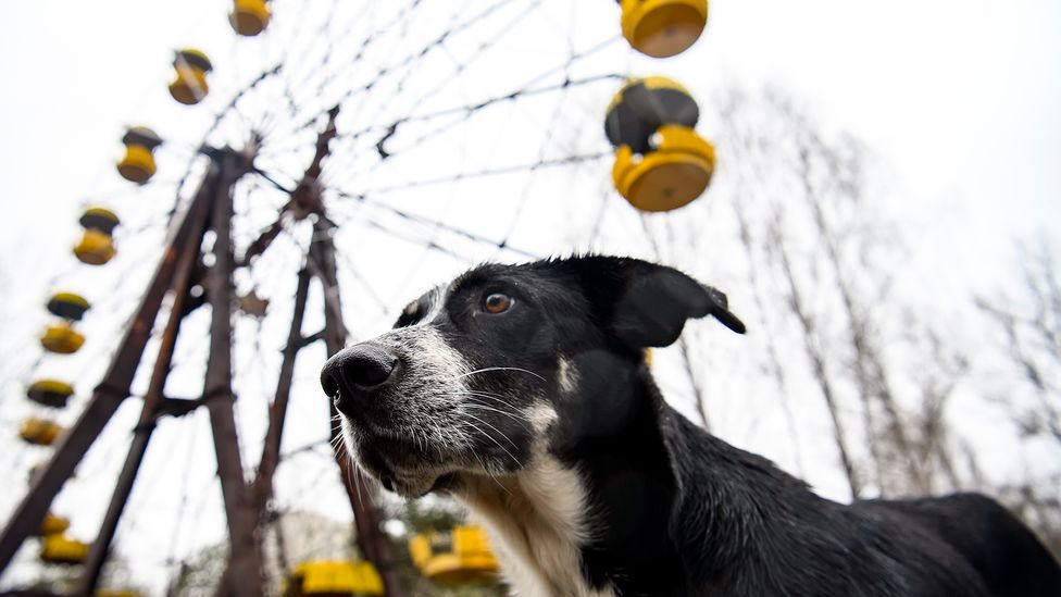 The dogs around Chernobyl have become almost as famous as the iconic ferris wheel at Pripyat amusement park (Credit: Maxym Marusenko/Getty Images)