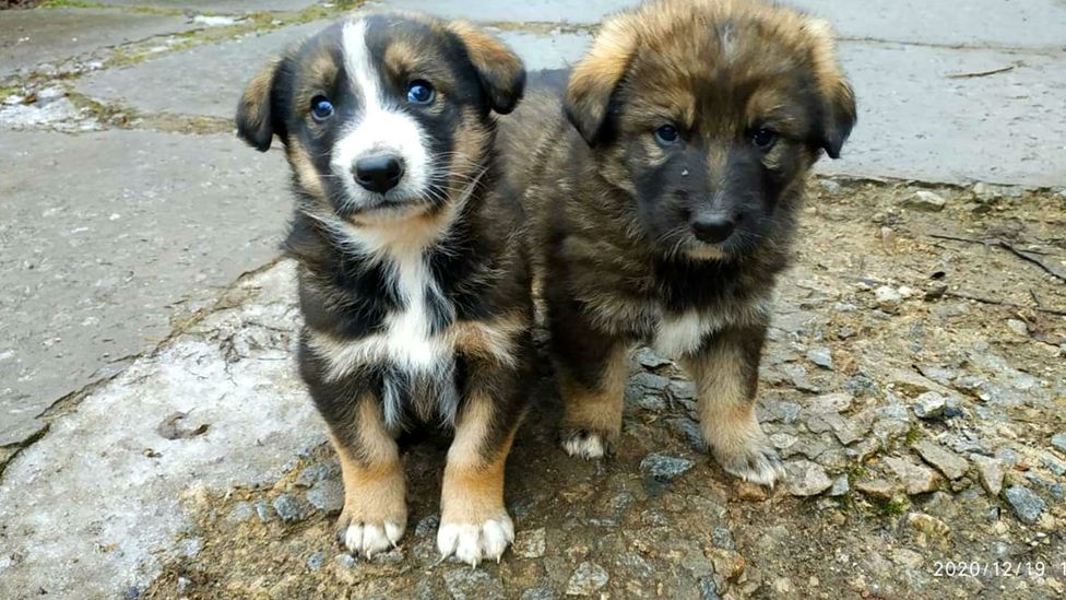 Despite living in an area where humans are still largely excluded from for safety, the dogs around Chernobyl are thriving (Credit: Chernobyl Guards/Jonathon Turnbull)