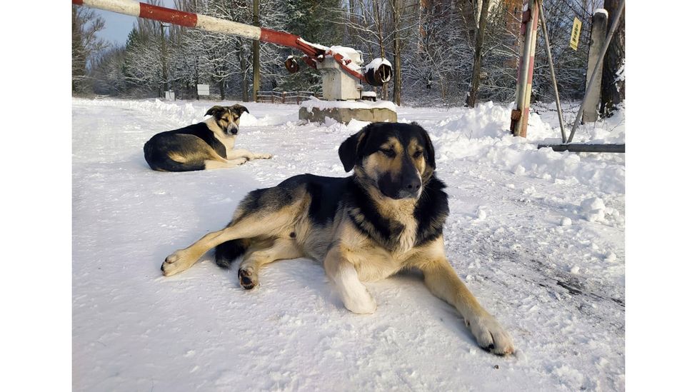 The dogs often hang around near the checkpoints where the guards are stationed (Credit: Chernobyl Guards/Jonathon Turnbull)