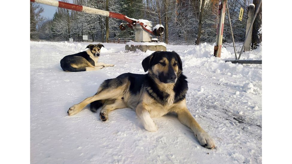 The dogs often hand around near the checkpoints where the guards are stationed (Credit: Chernobyl Guards/Jonathon Turnbull)