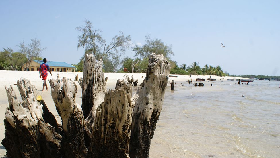 More mangrove protection projects are set to follow the lead of Mikoko Pamoja, with two being established nearby along the Kenyan coast (Credit: David Njagi) More mangrove protection projects are set to follow the lead of Mikoko Pamoja, with two being established nearby along the Kenyan coast (Credit: David Njagi)
