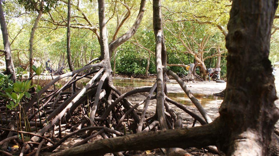 The mangroves not only mitigate climate change but protect from its worst effects, including buffering storm surges (Credit: David Njagi)