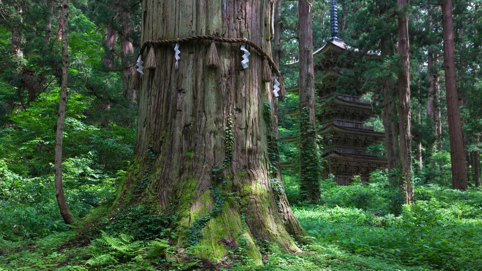 Mount Haguro is home to "Grandpa Cedar", a sacred tree believed to be more than 1,000 years old (Credit: BSPI/Getty Images) Mount Haguro is home to "Grandpa Cedar", a sacred tree believed to be more than 1,000 years old (Credit: BSPI/Getty Images)