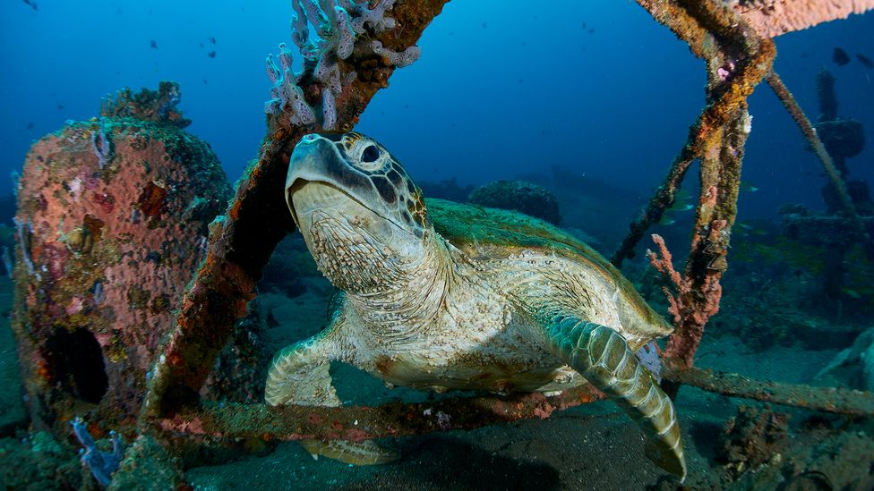 The turtles' habitat has been harmed by decades of exploitative fishing practices and pollution (Credit: Alex Permiakov/Getty Images)
