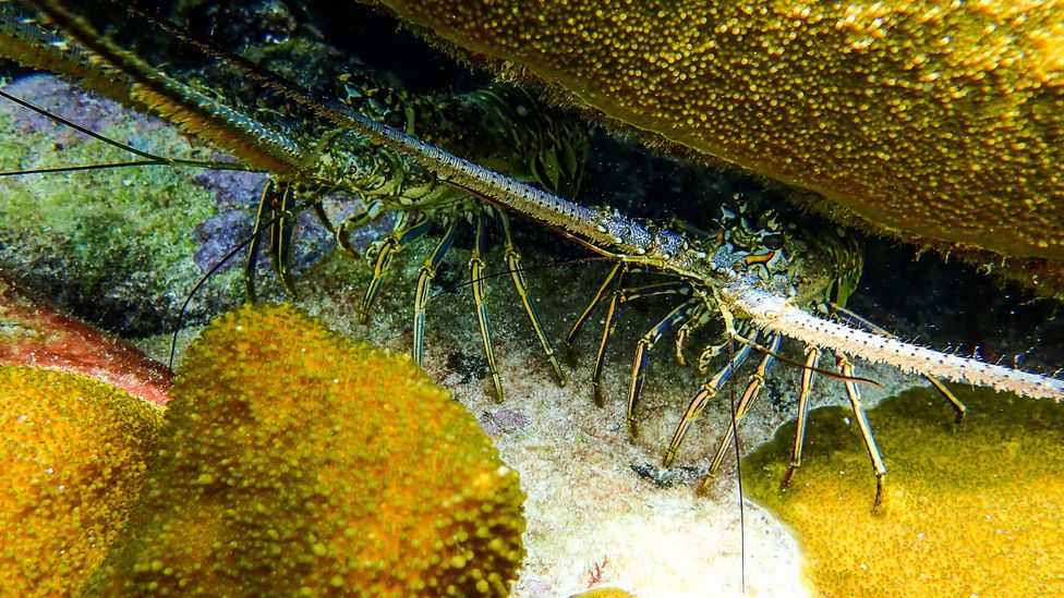 Marine life – including lobsters like this – suffered when Hurricane Iris decimated their habitat (Credit: Fragments of Hope)