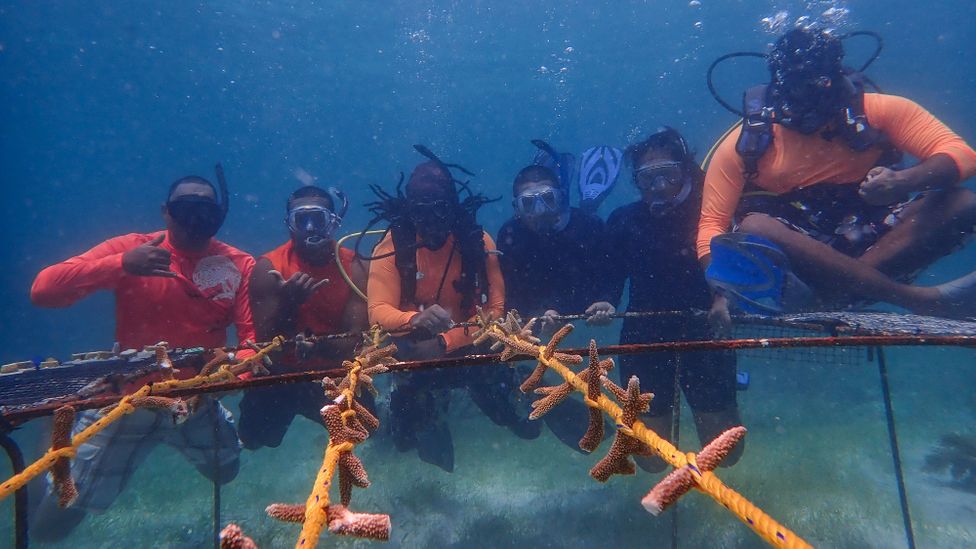 The Belizean team's work has been replicated with success at other Caribbean islands and beyond (Credit: Fragments of Hope)