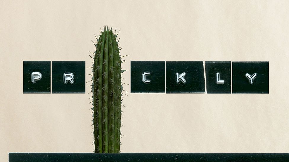 The word prickly is as spiky as it sounds, and such associations can help when learning languages (Credit: Javier Hirschfeld/Getty Images)