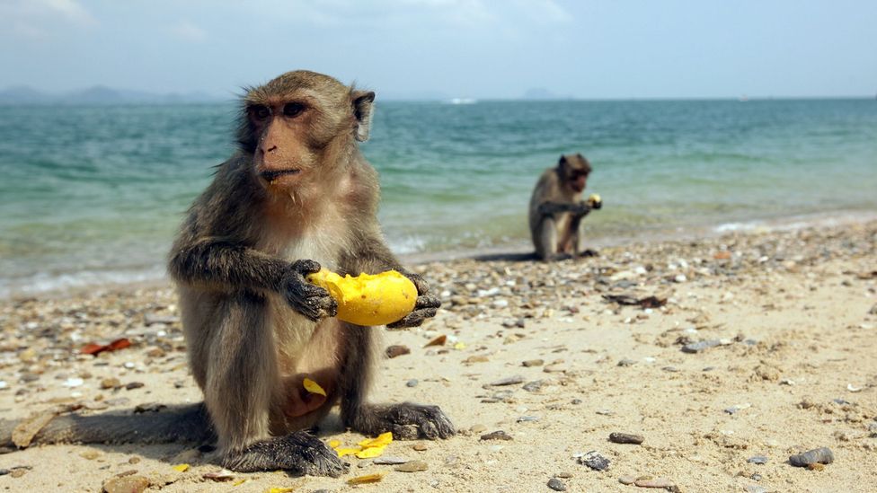 Monkeys eating on beach (Credit: Urs Flueeler/EyeEm/Getty Images)