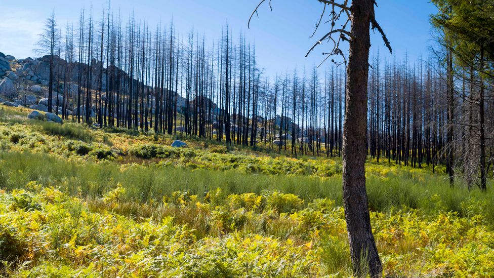 The wildfires of 2017 in Portugal damaged swathes of the country, and the scars left behind take a long time to heal (Credit: Getty Images)