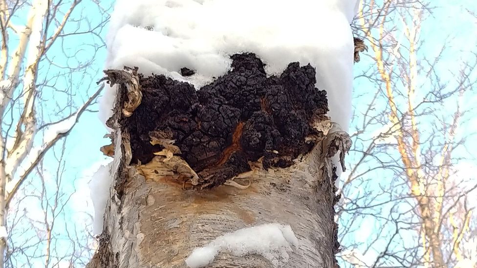 Chaga requires cold temperatures to grow, the more extreme the better (Credit: Arctic Chaga)