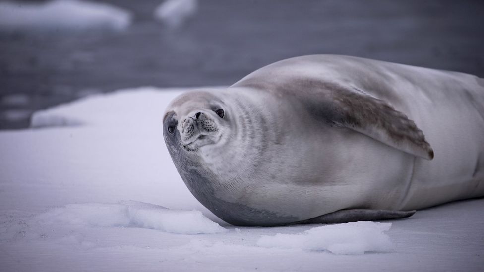 The husky dogs taken on early Antarctic voyages had to be fed with freshly killed seals (Credit: Ozge Elif Kizil/Anadolu Agency/Getty Images)