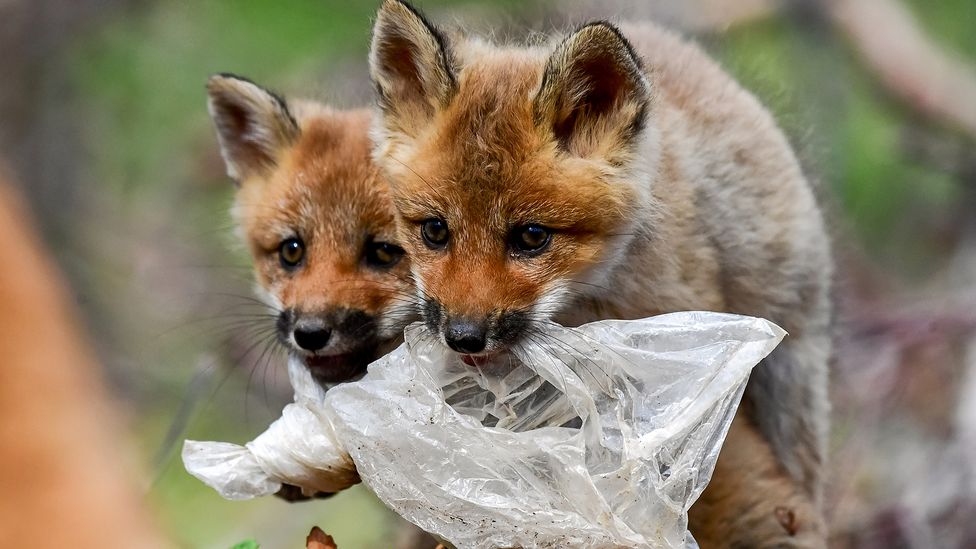 Can the species we share the planet with adapt fast enough to cope with the new world we are creating for them? (Credit: Yuri Smityuk/TASS/Getty Images)