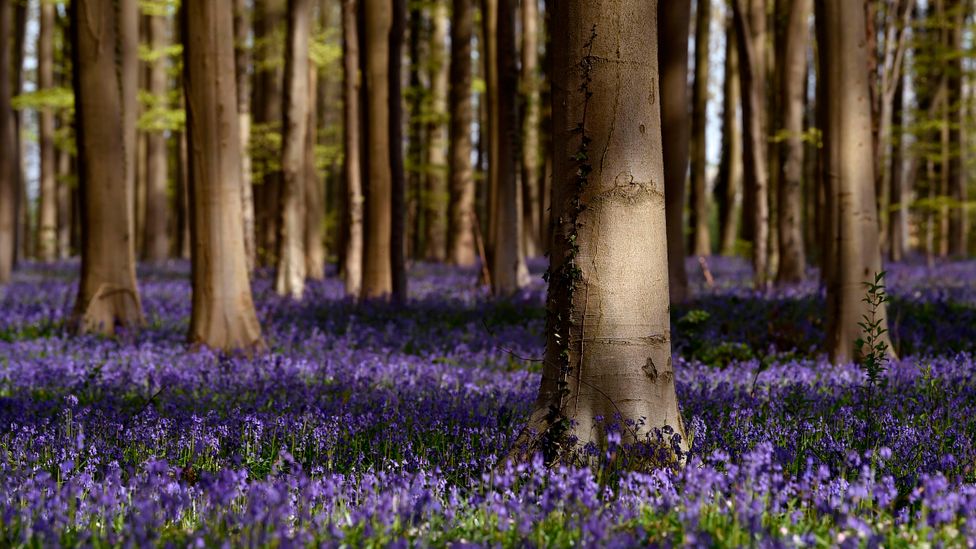 Wild woodland habitats are often diverse homes for a wide range of species whereas plantations, such as the one shown here, are often home to fewer (Credit: Getty Images)