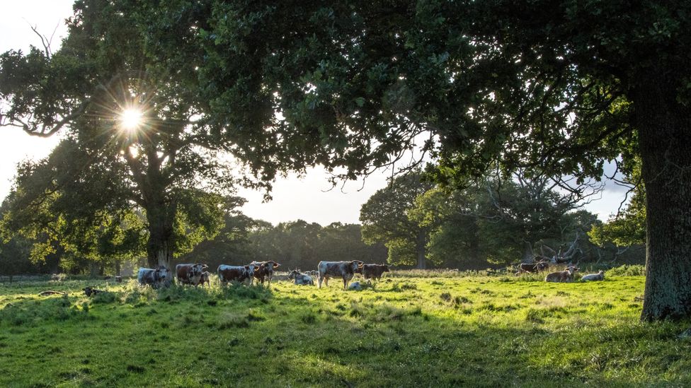 Longhorn cattle graze among mature trees at Knepp Castle Estate, which aims to keep the woodland and grazers in balance (Credit: Knepp Wildland)