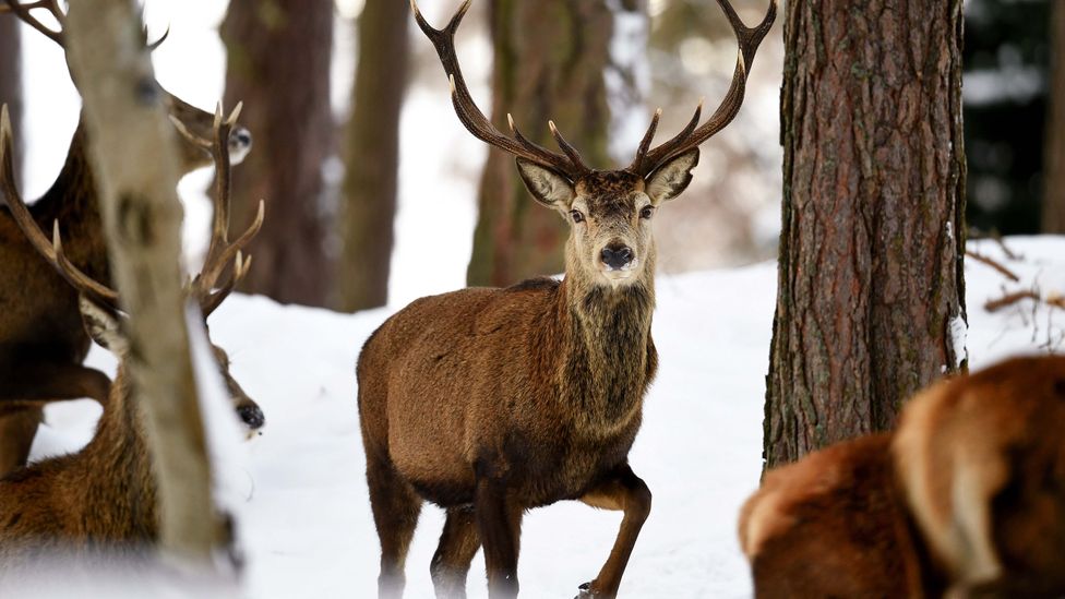 In the Scottish Highlands, deer are often thought of as being in competition with forests – but with some management the two can live alongside one another (Credit: Getty Images)