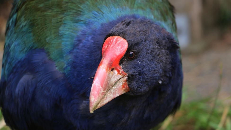 The takahē is the largest flightless bird to survive in New Zealand, and the rarest in the ecosanctuary Zealandia (Credit: Alamy)