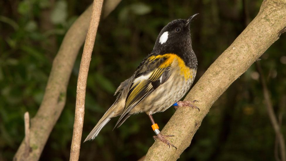 Populations of the hihi, a rare bird endemic to New Zealand, are recovering on the mainland thanks to the refuge of Zealandia (Credit: Alamy)