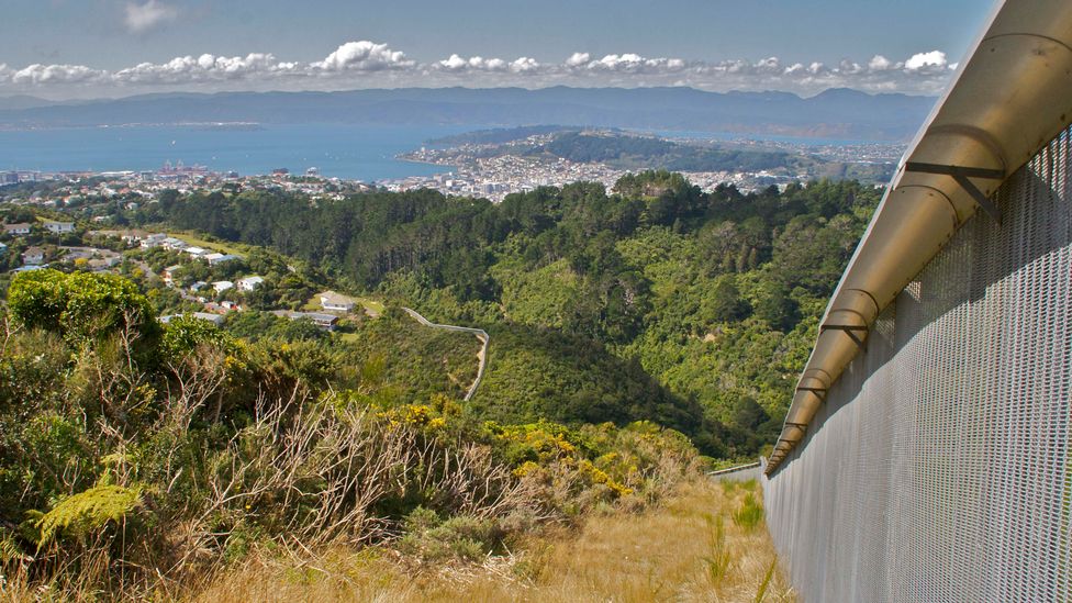 The pest exclusion fence makes Zealandia the first fully enclosed urban nature reserve in the world (Credit: Steve Attwood)